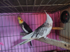 Cockatiel Bird For sell